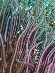 Macrodactyla doreensis