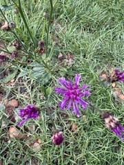 Vernonia acaulis, photograph author not stated, no rights reserved