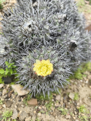 Copiapoa fiedleriana (Copiapoa fiedleriana)