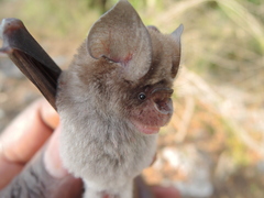 Hipposideros caffer