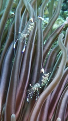 Ancylomenes holthuisi