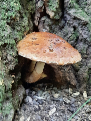 Hemistropharia albocrenulata
