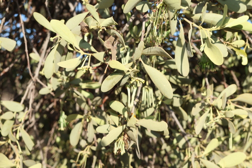Amyema maidenii (Amyema maidenii)
