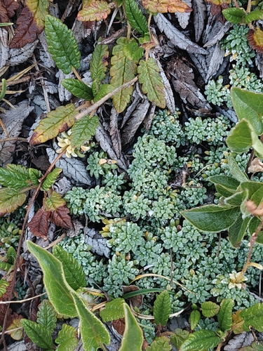 Saxifraga caesia, photograph 4