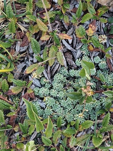 Saxifraga caesia, photograph 5