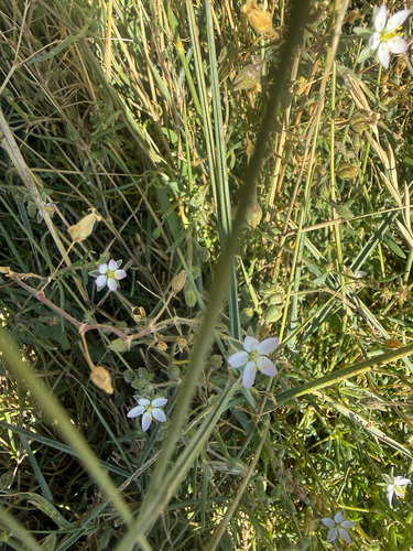 Spergularia media, photograph 1