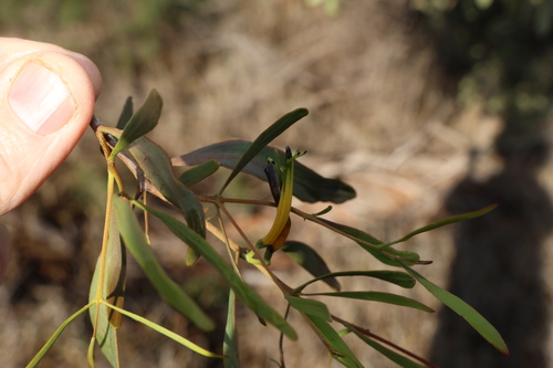 Lysiana subfalcata, photograph 1