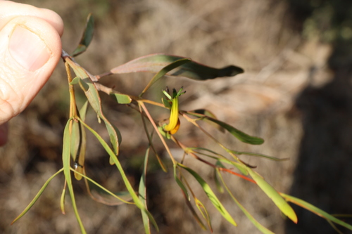 Lysiana subfalcata