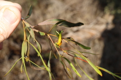 Lysiana subfalcata
