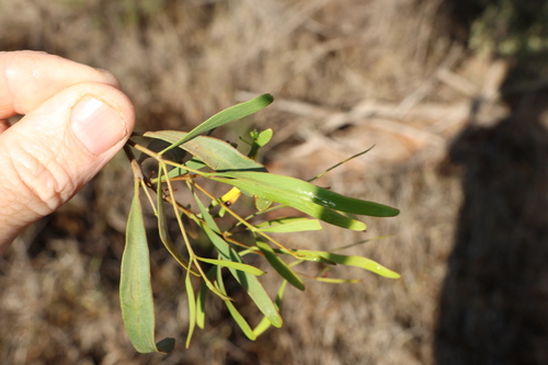 Lysiana subfalcata, photograph 2