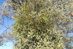 Lysiana subfalcata, photograph (c) Greg Tasney, some rights reserved (CC BY-SA)