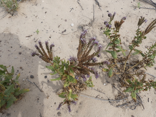 Gypsum Phacelia