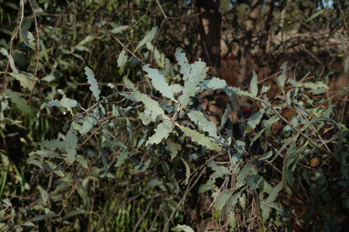 Santalum lanceolatum, photograph 1