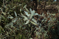 Santalum lanceolatum, photograph (c) Greg Tasney, some rights reserved (CC BY-SA)