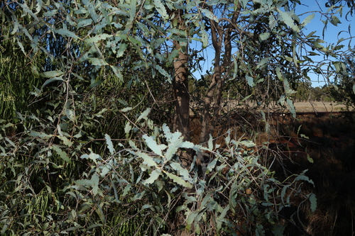 Santalum lanceolatum