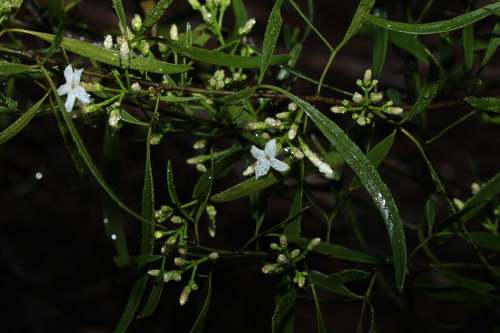 Jasminum didymum, photograph 5