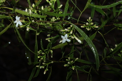 Jasminum didymum, photograph (c) Greg Tasney, some rights reserved (CC BY-SA)