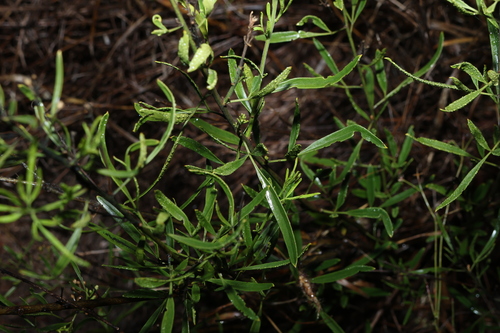 Jasminum didymum, photograph 6