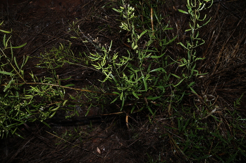 Jasminum didymum, photograph 4