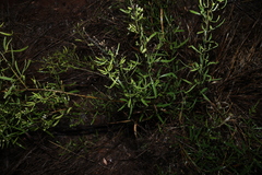Jasminum didymum, photograph (c) Greg Tasney, some rights reserved (CC BY-SA)