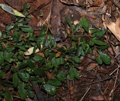 Brunoniella australis, photograph (c) Greg Tasney, some rights reserved (CC BY-SA)