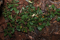 Brunoniella australis, photograph (c) Greg Tasney, some rights reserved (CC BY-SA)