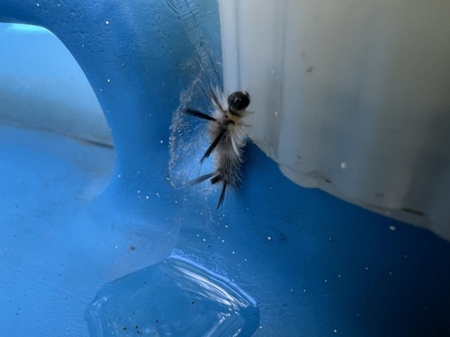 Banded Tussock Moth