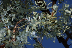 Eucalyptus melanophloia, photograph (c) Greg Tasney, some rights reserved (CC BY-SA)