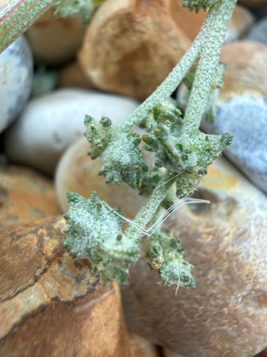 Atriplex glabriuscula