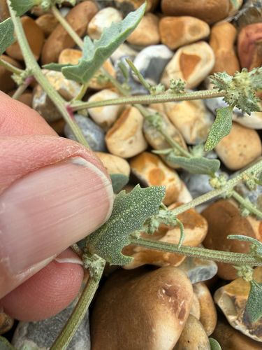 Atriplex glabriuscula, photograph 3