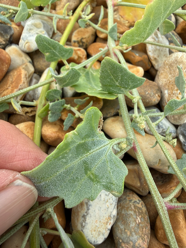 Atriplex glabriuscula, photograph 2