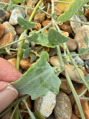 Atriplex glabriuscula, photograph author not stated, no rights reserved