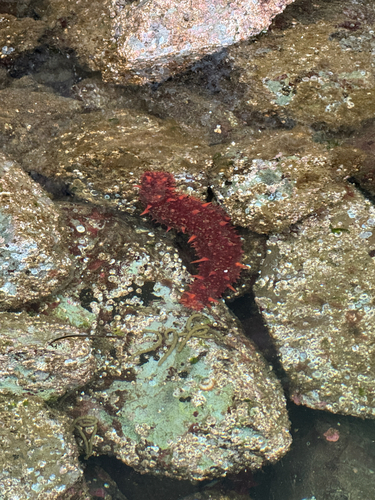 giant California sea cucumber
