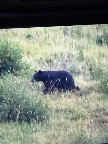 Black Bear sighting near Banff National Park