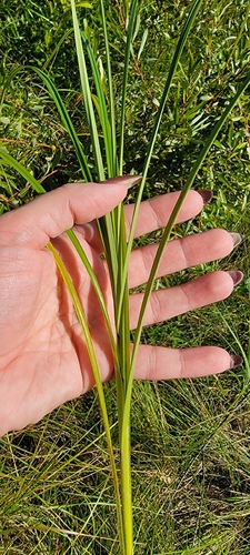 Carex atherodes, photograph 2