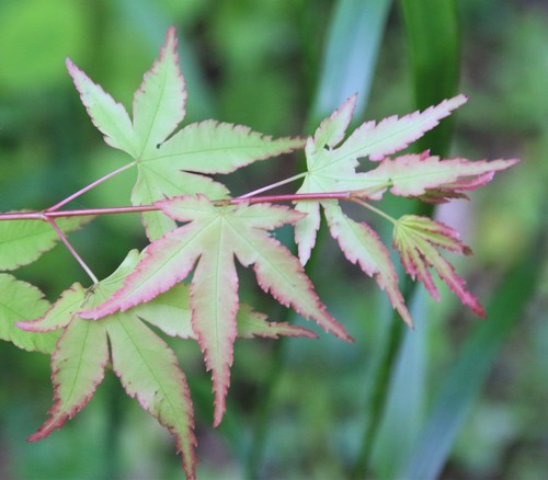 Japanese Maple