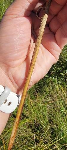 Carex atherodes, photograph 3
