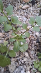 Cardamine occulta, photograph (c) William G. Borges, some rights reserved (CC BY)