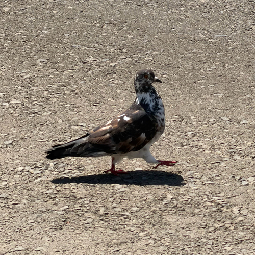 Feral Pigeon