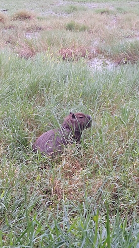 Capybara