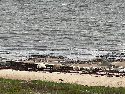 Black Bear sighting near Churchill