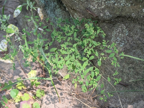 forked nailwort