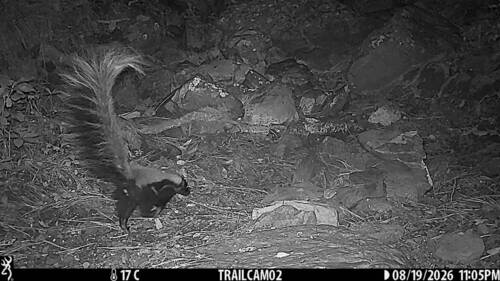 Zorrillo listado sureño observed by paco-nava