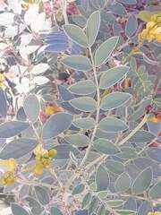 Senna alexandrina