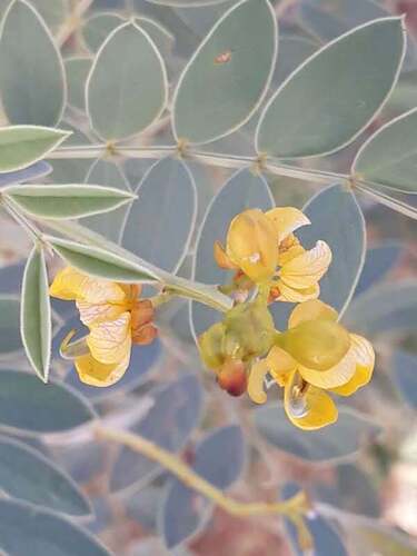 Senna alexandrina, photograph 2