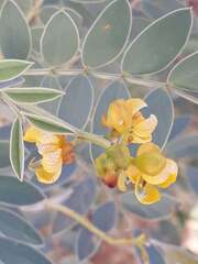 Senna alexandrina, photograph (c) Karim Haddad, some rights reserved (CC BY)