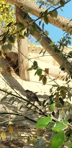 House Sparrow