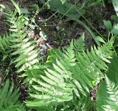 Thelypteris palustris pubescens