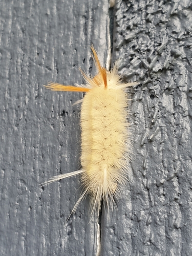 Sycamore Tussock Moth (Halysidota harrisii)
