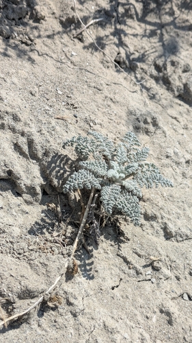 Chaenactis douglasii, photograph 1